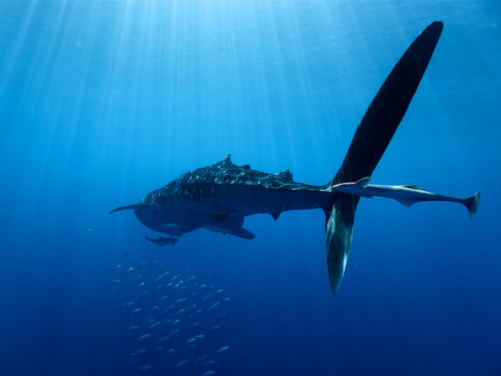 Whale Shark