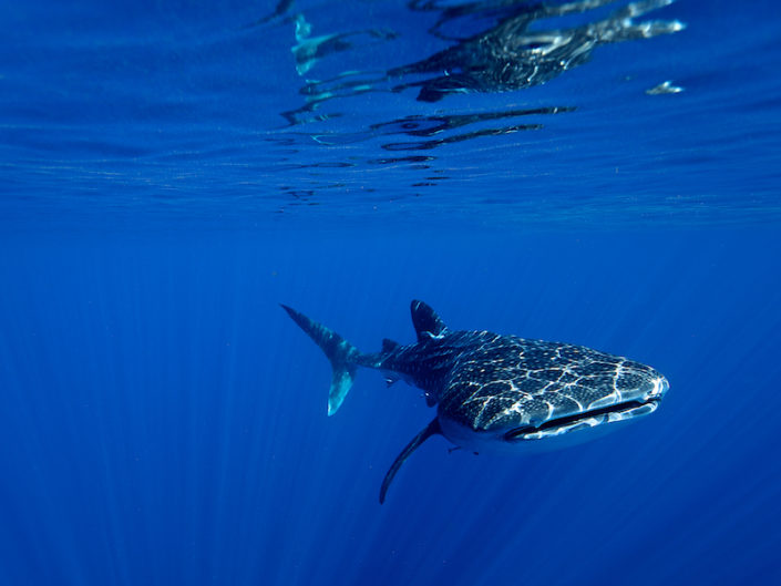 Requin Baleine